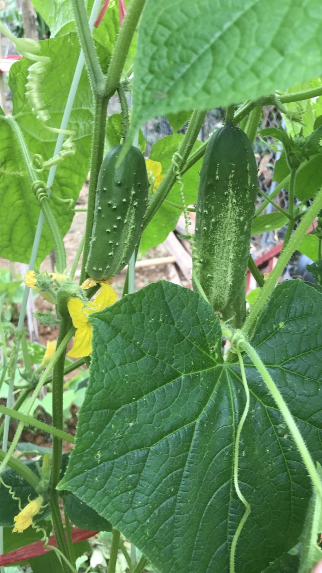 Bee Lucky Homestay Hien Hao المظهر الخارجي الصورة