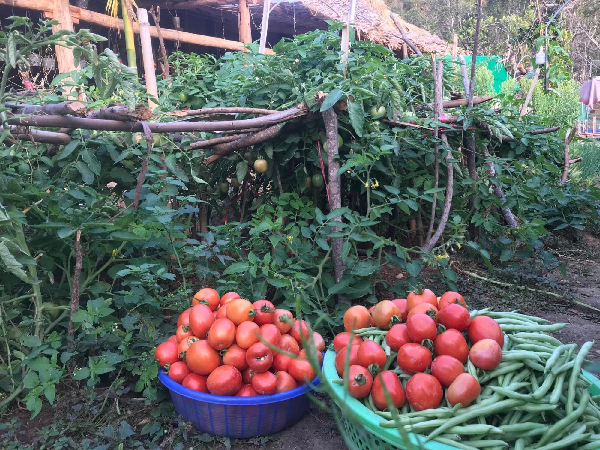 Bee Lucky Homestay Hien Hao المظهر الخارجي الصورة